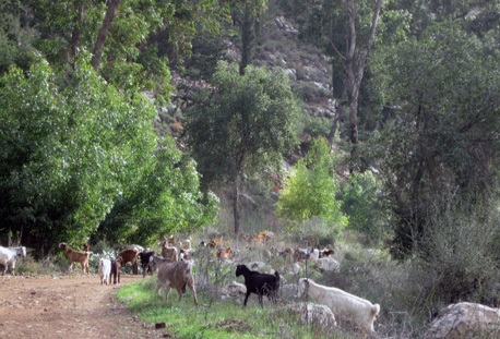 עיזים רועות ביער עמינדב.  צילום: דוד אבגלגון