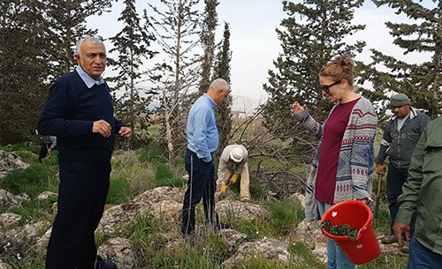 תושבי קצרין בפעילות הצלת הרקפות . צילום: אפי נעים