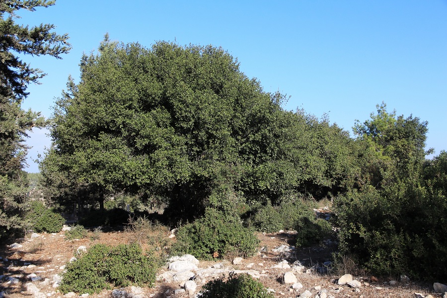 עץ אלון. צילום: יעקב שקולניק, ארכיון הצילומים של קק"ל