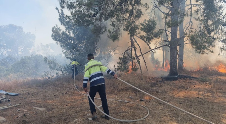 צילום: עובדי ויערני קק"ל