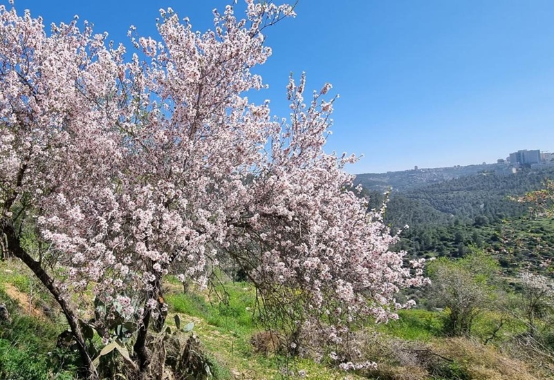 פריחת השקדיה בפארק בגין. צילום: עדי טנא נתן, קק"ל