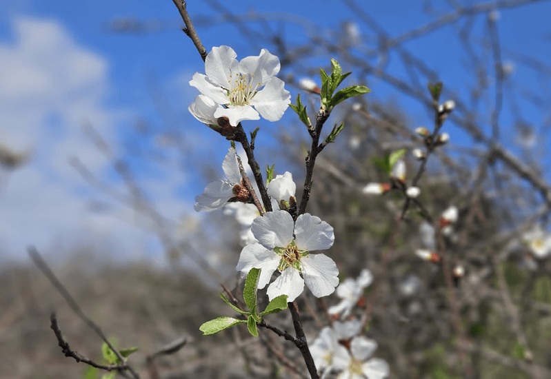 פריחת השקדיה ביער מבוא חמה. צילום: איתמר כץ, קק"ל