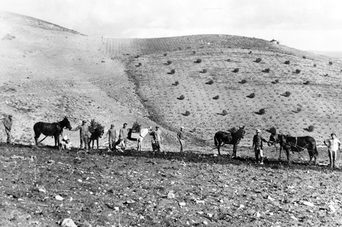 נטיעות ביער בלפור בראשיתו.  צילום: יוסף שוייג 1926
