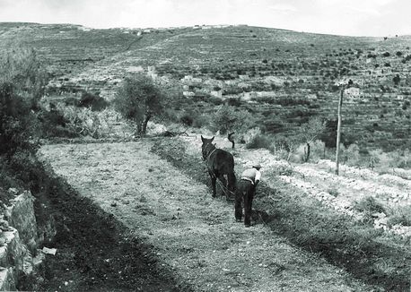 חריש ראשון באדמות אבן ספיר שליד ירושלים, 1956. צילום: ארכיון הצילומים של קק''ל