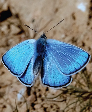 קרקשי הסנה. צילום: משה לאודון