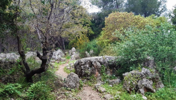 יער כמערכת מורכבת: יער בית קשת. צילום: גלעד אוסטרובסקי