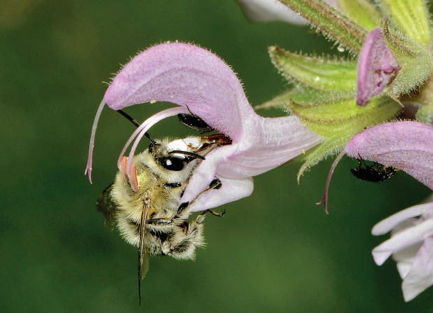 זכר של דבורה מהסוג מדרונית (Anthophora )אוסף צוף ומאביק פרח של מרוות ירושלים (hierosolymitana Salvia). צילום: גידי פיזנטי