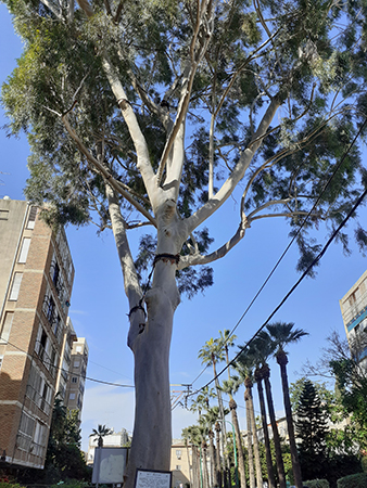 איקליפטוס לימוני בפתח תקוה. צילום: משפחת בן אהרון